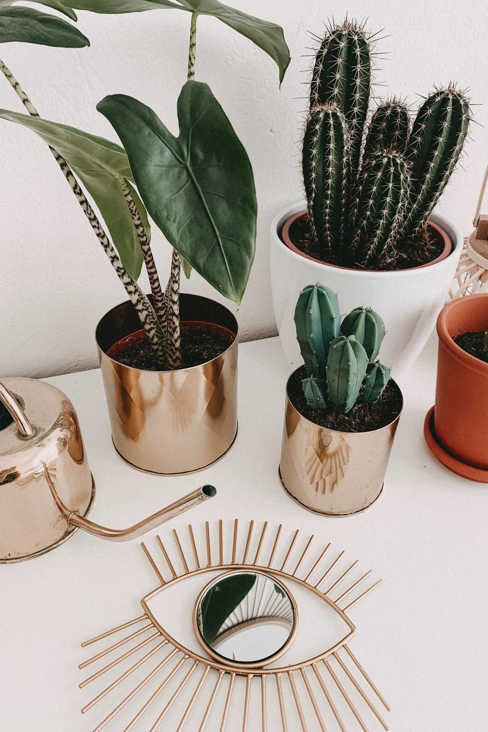 Baño moderno con variedad de plantas decorativas