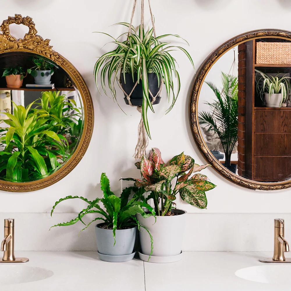 Baño lleno de plantas colgantes y originalidad