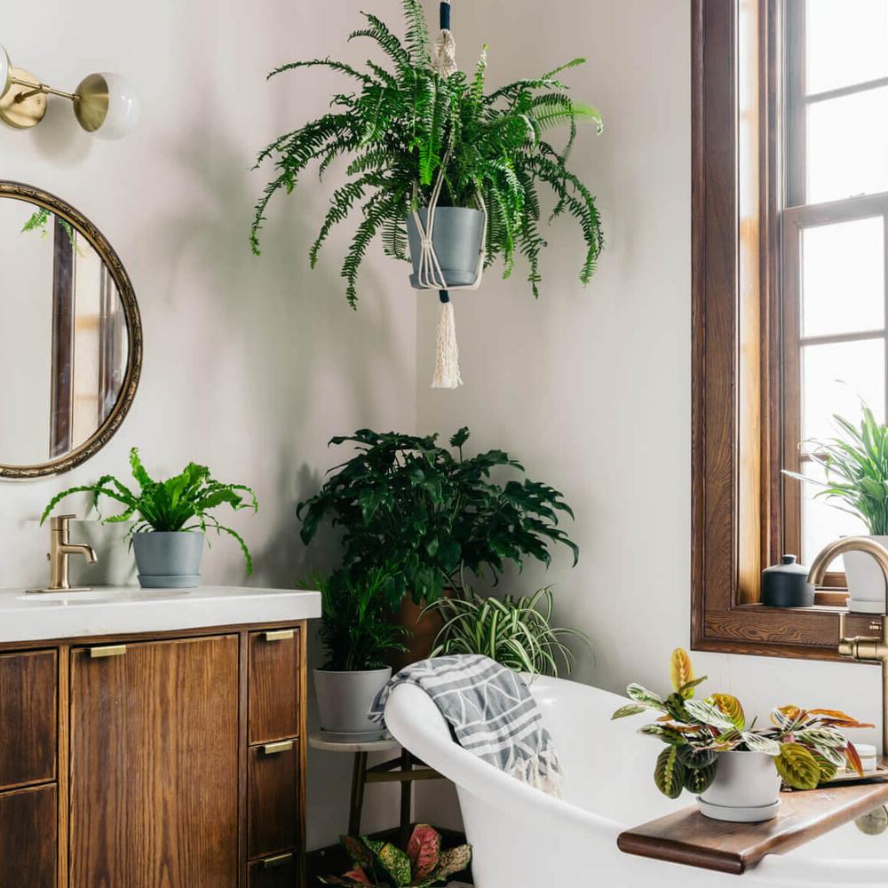 Bathroom design with hanging plants and modern features